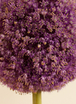 Allium 1