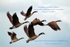 geese-  verse