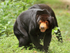 Malayan Sun Bear, Phnom Tamao, Cambodia