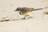 Cape Wagtail walking, missing foot - Boulders Beach, South Africa