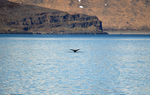 Humpback Whale