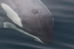 Orca