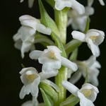 Short-spurred Frgrant orchid (Gymnadenia odoratissima)