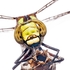 southern hawker (Aeshna cyanea) &acirc;