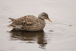 Gadwall