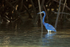 Tricolored Heron (adult), Costa Rica