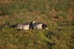 Barnacle Geese