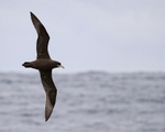 White-chinned Petrel portfolio