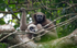 Hoolock Gibbon female with baby