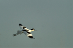 Avocet - Gibraltar Point