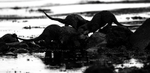 Mum and two Otter Cubs, Isle of Mull, Scotland