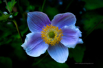 Anemone