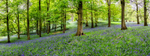 Bluebell Wood, Pott Shrigley, Cheshire (3)