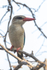 Brown-headed Kingfisher