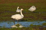 Whooper Swan