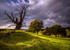 White Leaved Oak 8