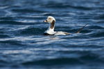 Long-tailed Duck (m)