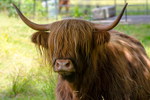 Highland Cow - DSC_8864