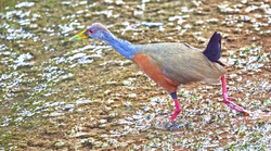 Costa Rican Wildlife portfolio