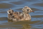Black-headed Gull chick swimming on the lagoon at Brownsea Island