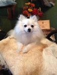 POMERANIAN