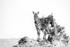 The Scratching Post_RLP141102