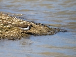 Common Sandpiper