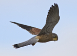 Kestrel (male) hovering at Otmoor