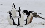 Adelie Penguins