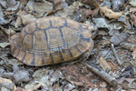 Spur-thighed Tortoise