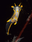 Polycera quadrilineata