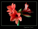 Hippeastrum 'Lydia'