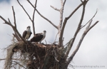 FLB049: Osprey nest