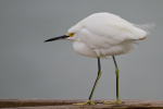 Snowy Egret