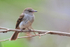 Fuscous Flycatcher, Porto Jofre, Brazil