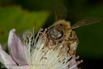 MPAA--4 Honey Bee on Blackberry Flower