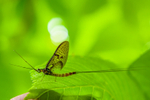 mayfly-5374