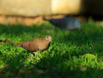 Blue Ground-Dove (female), Osa Peninsula, Costa Rica