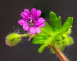 Flower or Weed