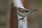Twite portfolio