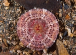 Capnea sanguinea
