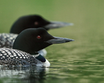 Common Loons, side-by-side, Minnesota