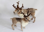 Reindeer