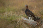 Red Grouse, Cairngorms NP, Scotland