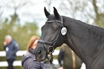 Wednesday Trot Up portfolio