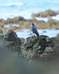 Common Black Hawk on rocks, Casa Corcovado, Costa Rica