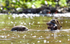 Giant Otters