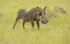 Big male warthog.