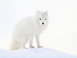 Arctic Fox on snow mound, Svalbard, Norway