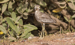 Senegal Thick-knee.